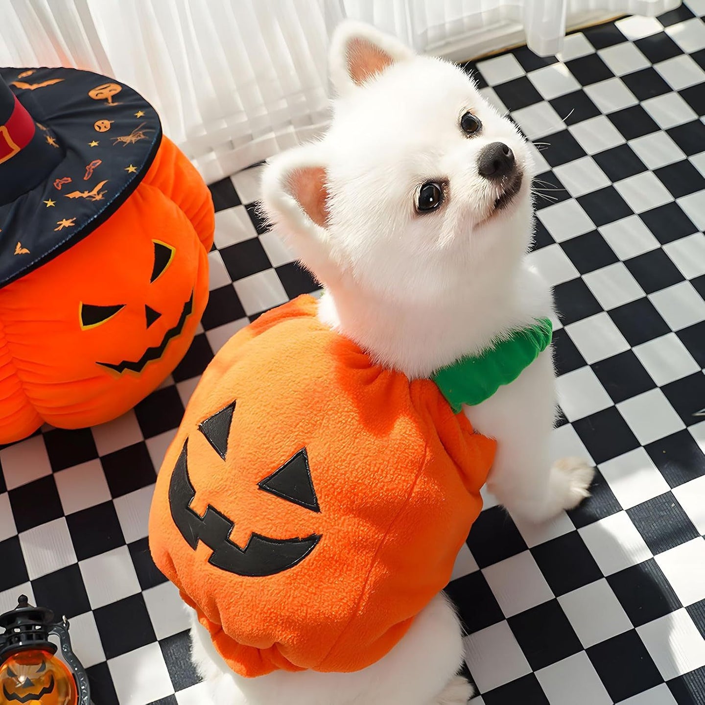 Pumpkin Dog Halloween Costume