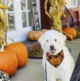 Halloween Bandana With Pumpkin Appliques